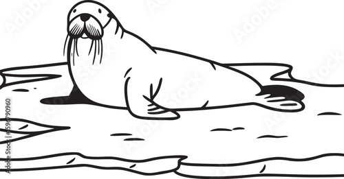 sea lion vector illustration