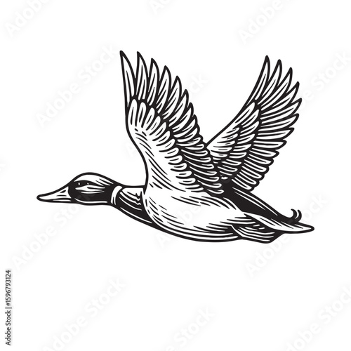 Flying duck vintage engraving style black on white vector illustration