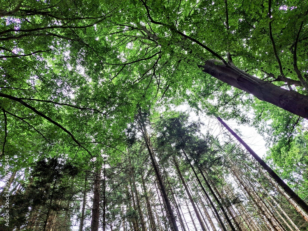 Naklejka premium Background, bottom-up view of treetops with dense green crowns in cloudy weather.
