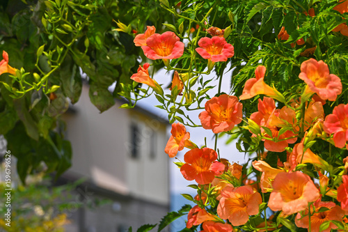 庭に咲く鮮やかなノウゼンカズラ