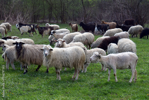 Closeup of diverse flock of sheep grazing on green meadow creating a lively rural farm scene perfect for livestock promotions countryside visuals and animal farming themes