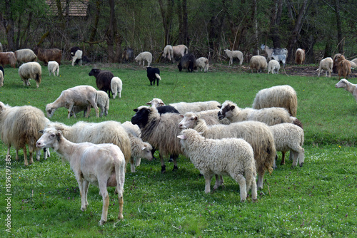 Mixed flock of sheep with different wool colors grazing on open green field in countryside perfect for rural farming backgrounds livestock promotions and natural outdoor themes
