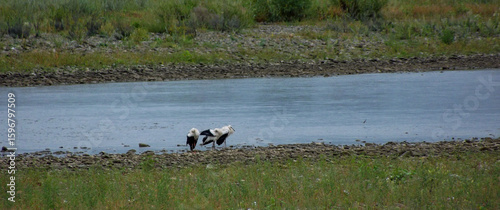 Wild ducks swimming on calm river surface in rural nature area captured from distance in natural light for wildlife concept or ecological animal theme background