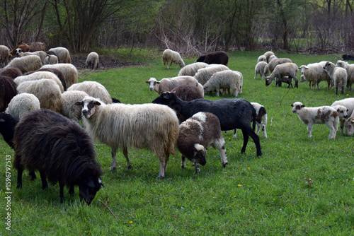 Flock of sheep with mixed wool colors grazing on lush green field in countryside. Perfect for rural farm life photography, livestock promotions, and spring pasture visuals.