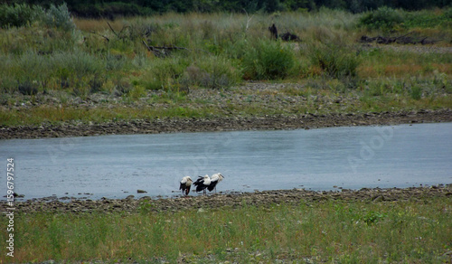 Pair of wild ducks floating on river in rural nature area surrounded by green vegetation and calm water surface captured for wildlife or birdwatching concept visuals