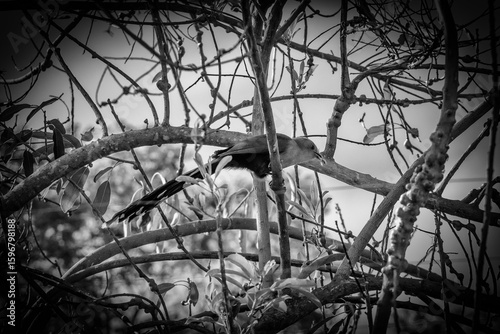 bird on a tree