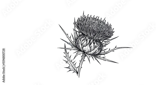 Detailed ink drawing of a thistle flower with sharp leaves on white background