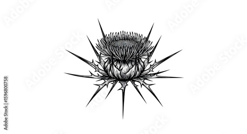 Intricate thistle design with detailed floral patterns in black and white