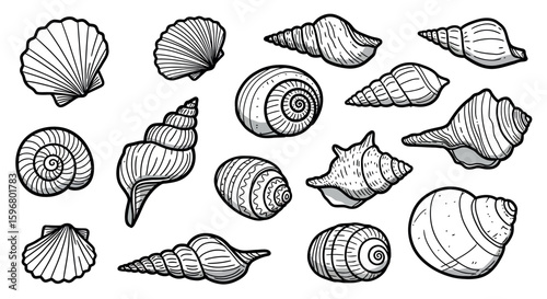Detailed black and white seashell collection for ocean-themed designs
