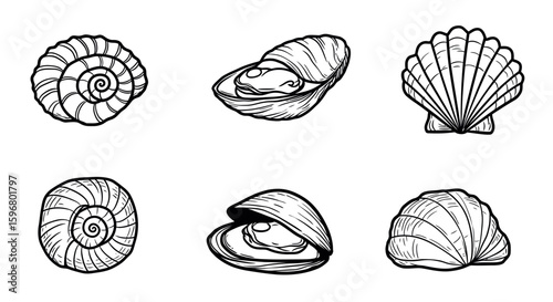 Intricate hand drawn seashells collection featuring oysters and snails