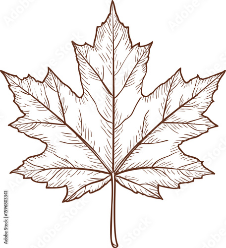 Detailed line drawing of a maple leaf in brown with intricate veins, botanical art. Vector illustration