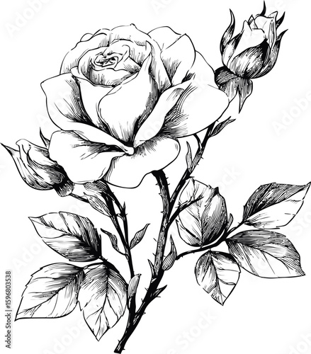 Line drawing of blooming rose with detailed leaves and buds. Vector illustration