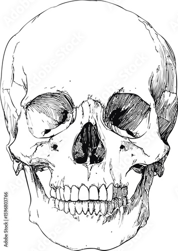 Detailed black and white anatomical illustration of a human skull. Vector illustration
