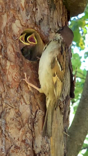 The field sparrow, the common mountain sparrow, clings to the bark of its nesting tree with its small chicks peeking out. The wild songbird nests in the summer countryside