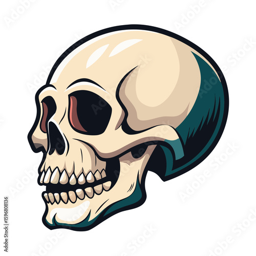 Detailed illustration of a skull in side view with a realistic design on a white background
