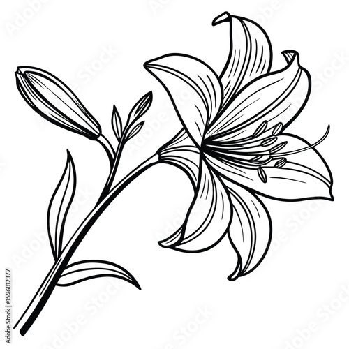 Black and white lily flower vector illustration with floral design and nature elements