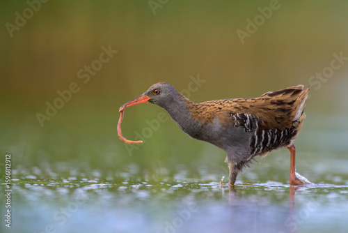 Wasserralle (Rallus aquaticus); water rail