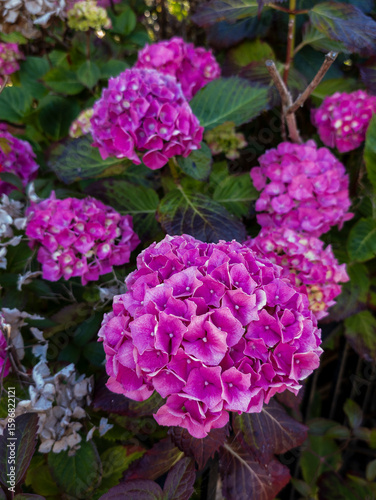  Hydrangea macrophylla, also commonly known as bigleaf hydrangea or mophead hydrangea