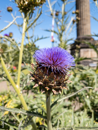 Obraz na plátně Cardoon (Cynara cardunculus), or Artichoke Thistle