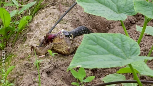 The common snake opens its mouth to swallow a captured frog.