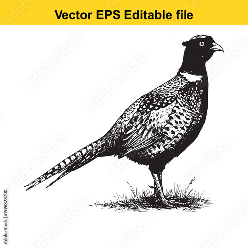 A pheasant bird stands on grass in profile