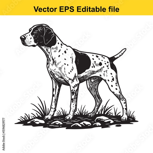 A pointer dog stands alert in a grassy field