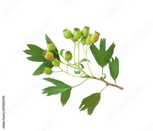 Hawthorn or Crataegus rhipidophylla green branch with berries isolated on white background