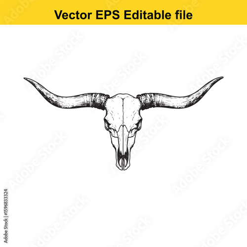 Detailed drawing of a bull skull with long horns isolated on white