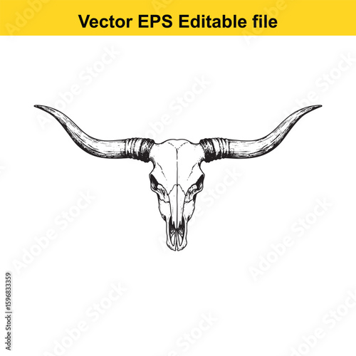 Detailed drawing of a bull skull with long horns isolated on white