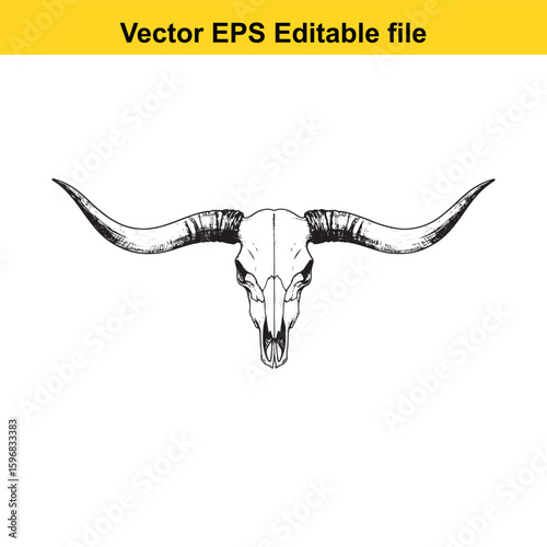 Detailed drawing of a bull skull with long horns isolated on white