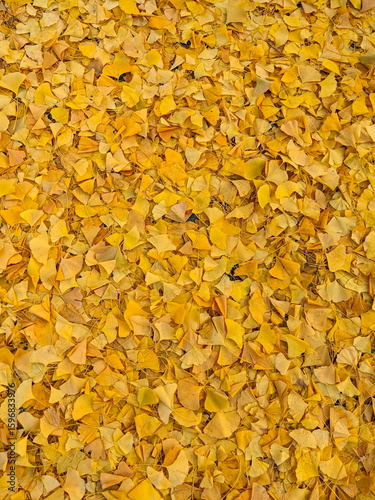 Golden ginkgo leaves create a vibrant, textured carpet on the ground during autumn in Kyoto