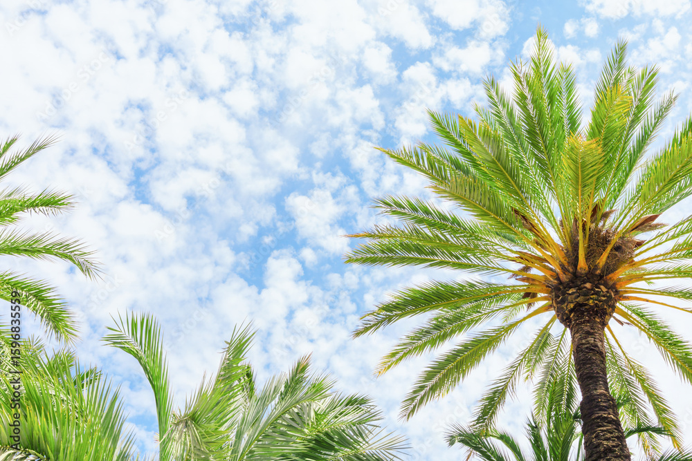 Naklejka premium Palm Fronds Reaching Toward Cloudy Blue Sky