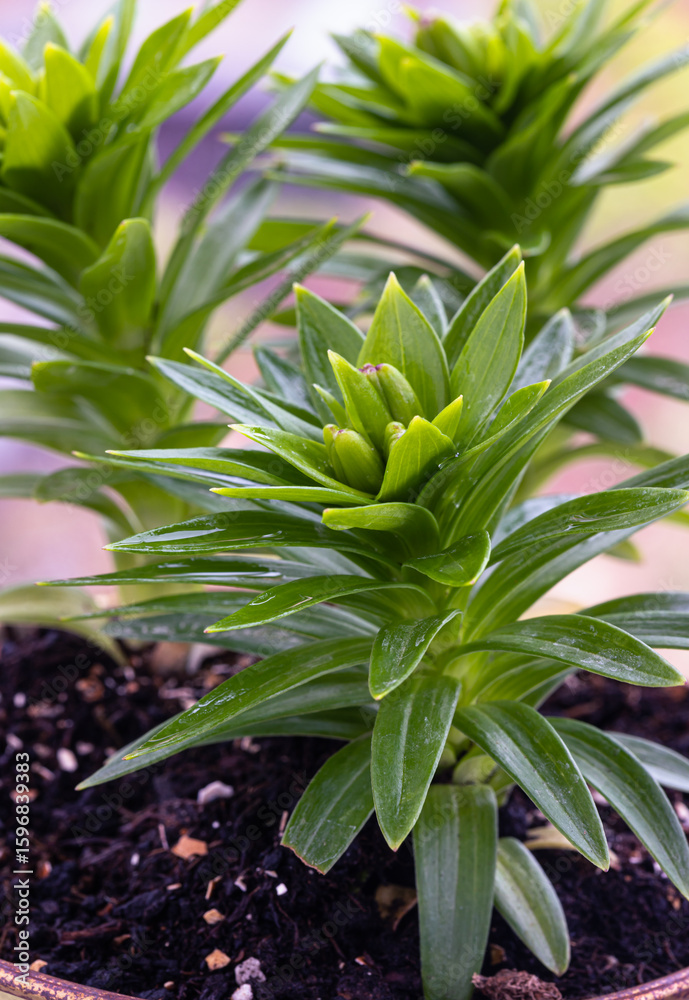 Obraz premium View of Asiatic Lily (Lilium asiatic hybrid) with upright stems, glossy green, narrow lance-shaped leaves. A small potted plant on balcony. use it as your Wallpaper, Poster and Copy space.