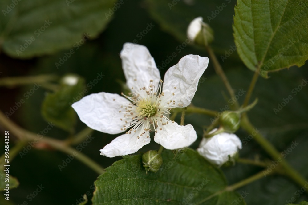 Blossom of a sawtooth blackberry, Rubus argutus Blossom of a sawtooth blackberry, Rubus argutus
