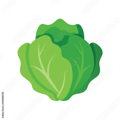 vector illustration of lettuce