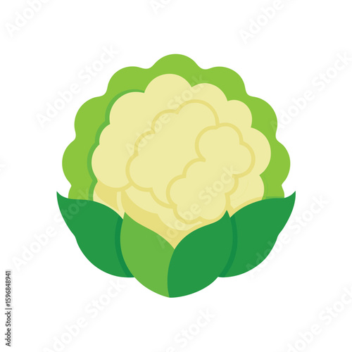 vector illustration of a cauliflower