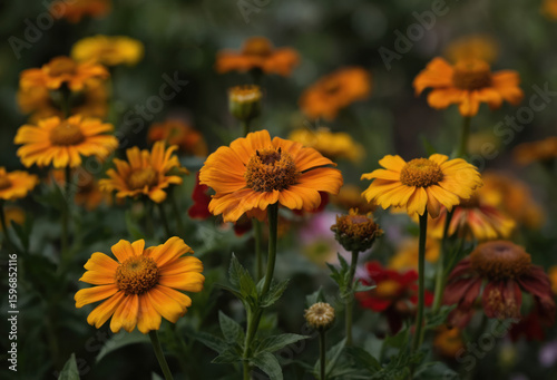 Vibrant garden filled with yellow flowers in various bloom stages. Flowers in haphazard arrangement, movement, dynamism, elevated angle, grandeur, broad view, natural beauty, artistic composition.