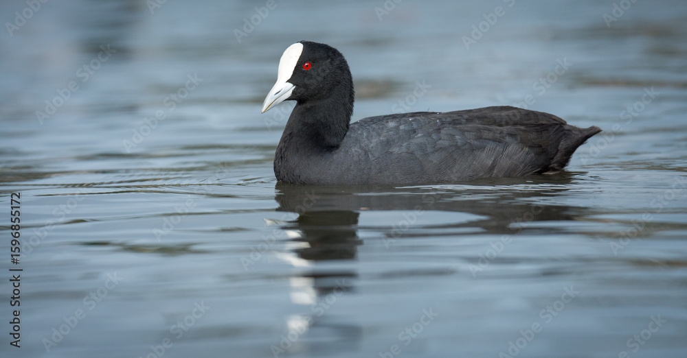 Australian Coot swimming on a pond Australian Coot swimming on a pond
