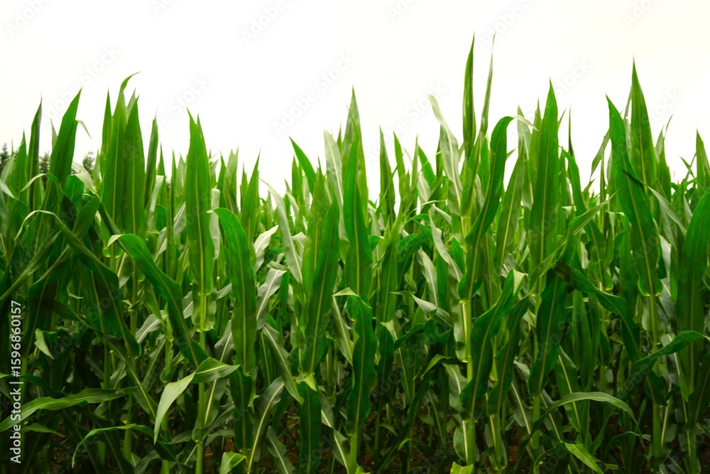 green corn field green corn field
