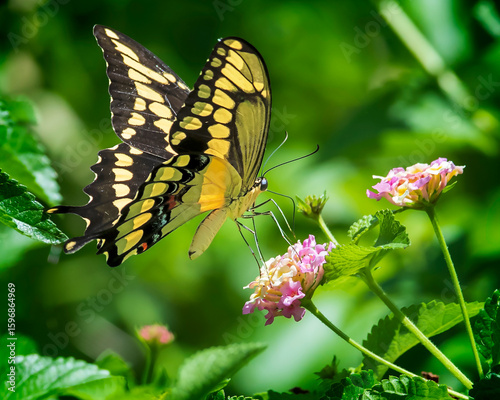 Giant Swallowtail Butterfly on Lantana Bloom