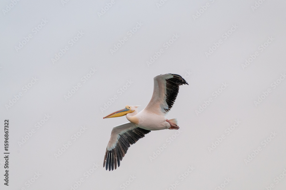 Fototapeta premium Telephoto shot of a great white pelican -Pelecanus onocrotalus- near Walvis Bay, Namibia