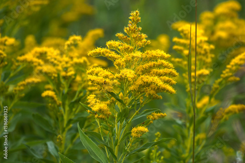 Close-up shot of an Anise Goldenrod flowers