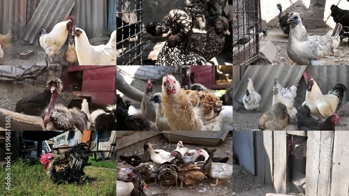 Chickens of Chinese breeds on a farm. Multiscreen, collage.