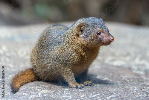 A dwarf mongoose looks directly at the camera and appears curious. The details of its face are clearly visible.