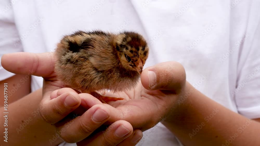 A cute striped newborn brown chick sits in the arms of a child and pecks a seed from his hand with interest. Interaction between children and animals. Symbol of Easter, springtime, and life on the