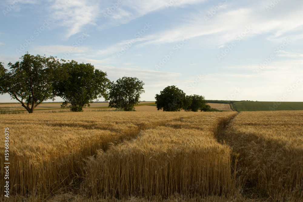 Fototapeta premium A field of grass and trees
