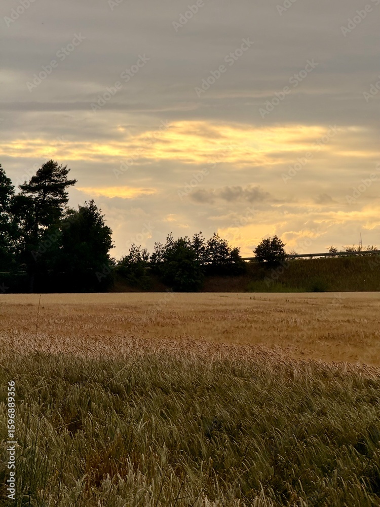 Fototapeta premium beautiful twilights at the field, field in the countryside