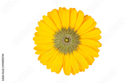 Yellow gerbera flower isola...