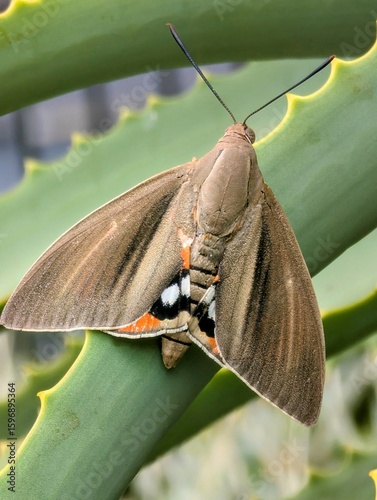 Hummingbird Hawk moth on leaf