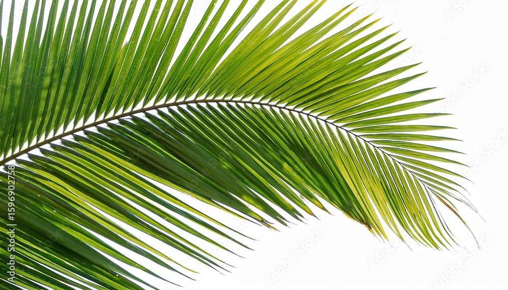 Obraz premium vibrant green palm leaf isolated on transparent background